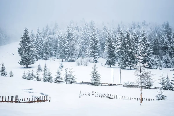 Prachtig panorama van hekken — Stockfoto