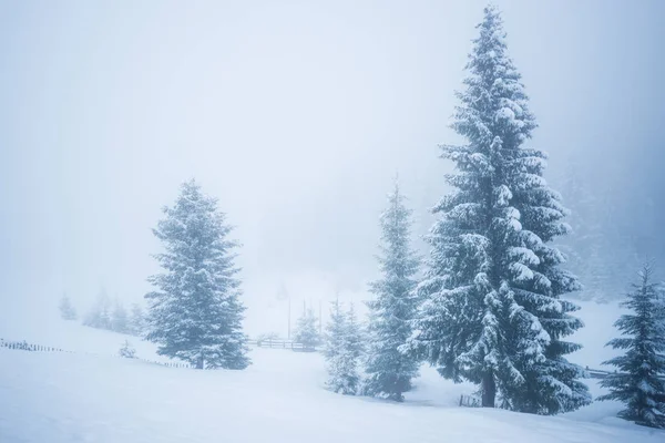 Okouzlující záďové panorama vysokých jedlí — Stock fotografie