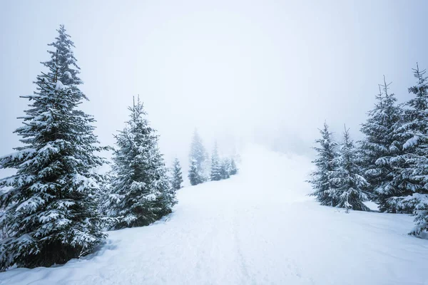 Vista inferior masivos abetos nevados chic — Foto de Stock