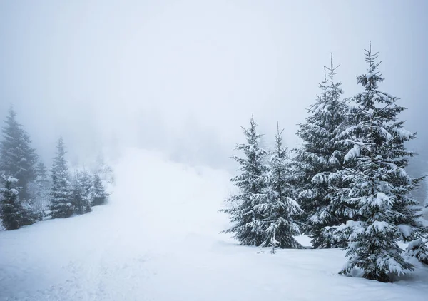 Vista inferior masivos abetos nevados chic — Foto de Stock