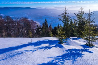 Muhteşem yeşil ladin ağaçlarının güzel manzarası