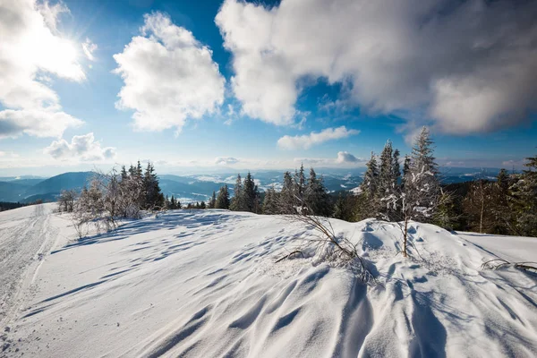 Wunderschöner Blick auf Kiefern und Fichten — Stockfoto