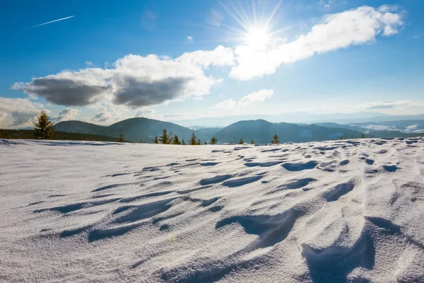 Hermoso paisaje soleado de abetos esponjosos — Foto de Stock