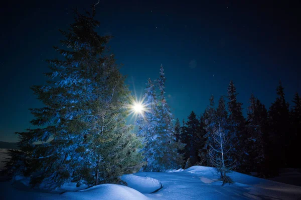 Beautiful trees grow among snow-covered snowdrifts — Stock Photo, Image