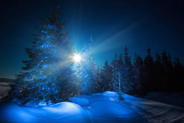 Beautiful trees grow among snow-covered snowdrifts — Stock Photo, Image