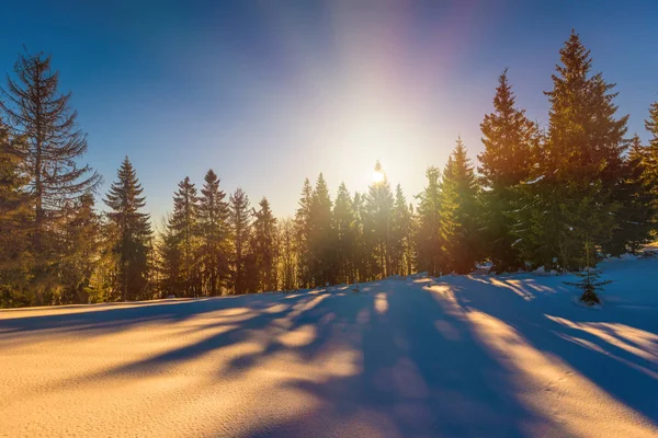 Magiczna zimowa panorama lasu iglastego — Zdjęcie stockowe
