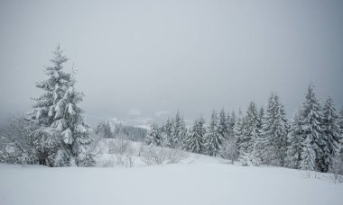 Küçük kırılgan ağaç, kırağı kaplamış.