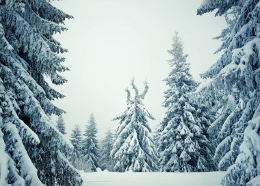 Güzel, ince, karlı köknar ağaçları.