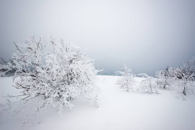 Küçük kırılgan ağaç, kırağı kaplamış.