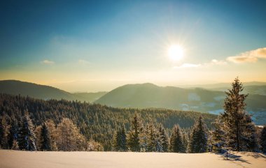 Yoğun kozalaklı ormanın büyüleyici manzarası
