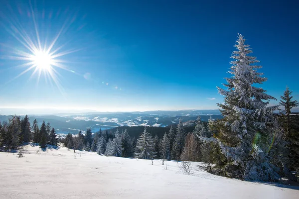 Gyönyörű havas lejtő fenyőfákkal — Stock Fotó