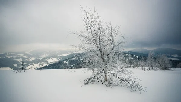 Paisagem de inverno dura belas árvores de abeto nevado — Fotografia de Stock