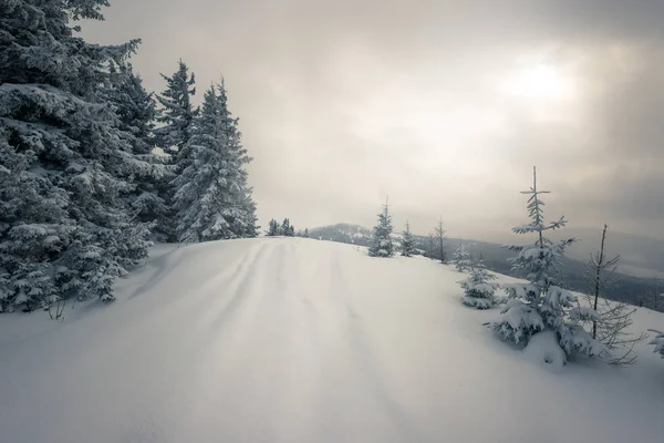 Όμορφη χιονισμένη πλαγιά με έλατα — Φωτογραφία Αρχείου