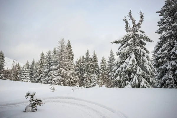Invierno duro paisaje hermosos abetos nevados — Foto de Stock