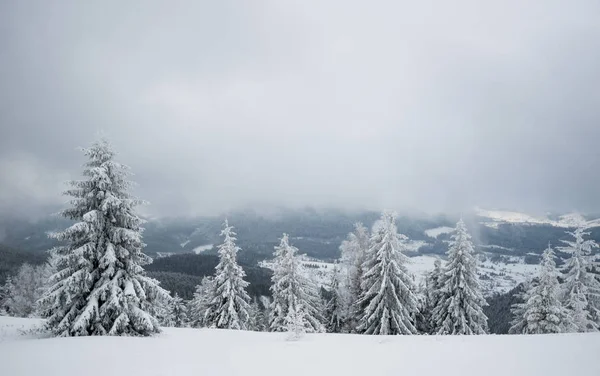 Snowy hill with fir trees and snow