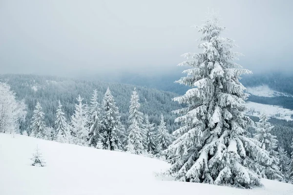 Invierno duro paisaje hermosos abetos nevados — Foto de Stock
