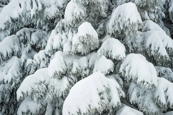 Primeros planos gruesos y esponjosos abetos nevados —  Fotos de Stock