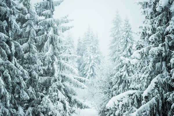 Vista inferior hermosos abetos esbeltos nevados — Foto de Stock