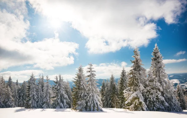 Fascinující slunná krajina zimního lesa — Stock fotografie