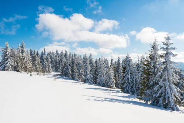 Високі стрункі снігові ялинки ростуть на пагорбі — стокове фото