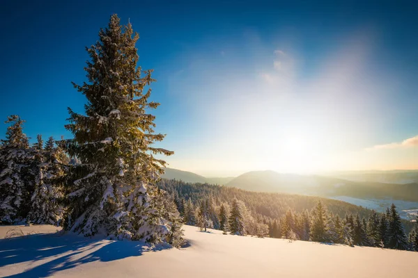 Affascinante paesaggio soleggiato di una foresta invernale — Foto Stock