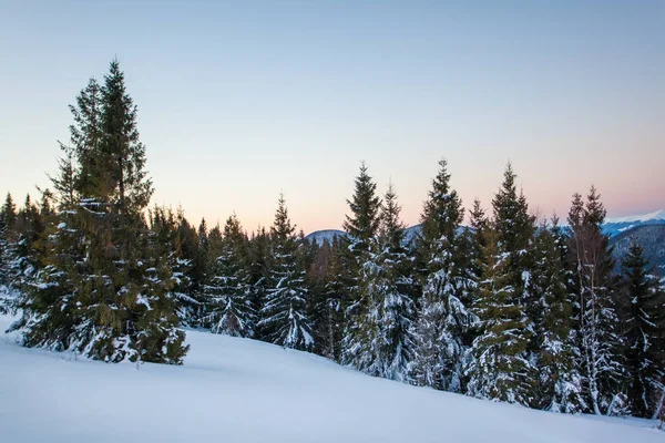 Bottom view beautiful slender snowy fir trees — Stock Photo, Image