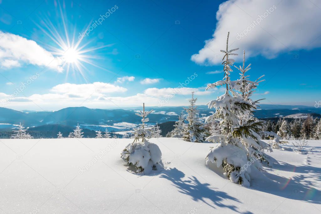 Beautiful picturesque landscape little snowy fir
