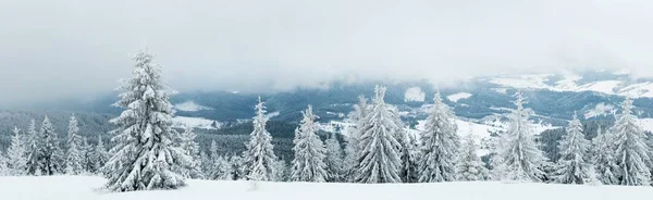 Harde winterlandschap prachtige besneeuwde dennenbomen — Stockfoto