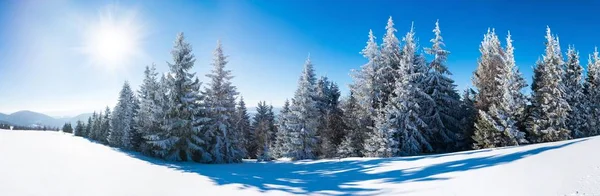 Beautiful snow-covered slope with fir trees — Stock Photo, Image