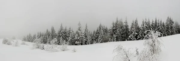 Fantastisk snötäckt panorama av granar — Stockfoto