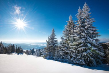 Kış ormanının büyüleyici güneşli manzarası