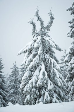 Güzel, ince, karlı köknar ağaçları.