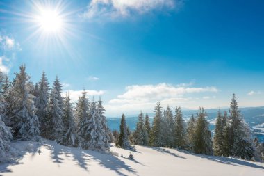 Kış ormanının büyüleyici güneşli manzarası