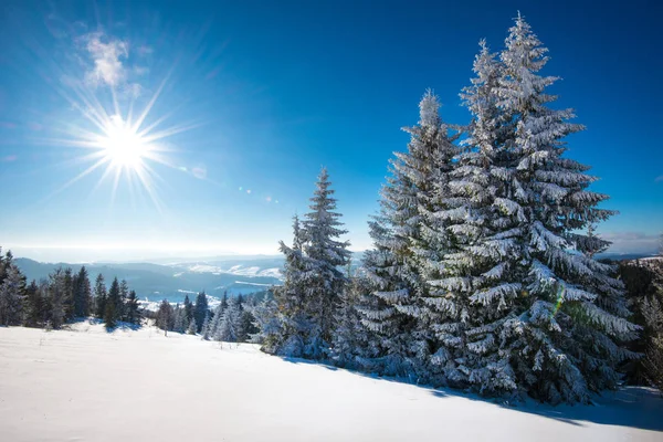 Захоплюючий сонячний пейзаж зимового лісу — стокове фото