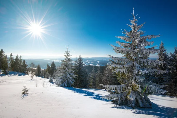 Захоплюючий сонячний пейзаж зимового лісу — стокове фото