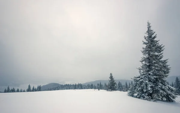 Σκληρό χειμερινό τοπίο όμορφα χιονισμένα έλατα — Φωτογραφία Αρχείου