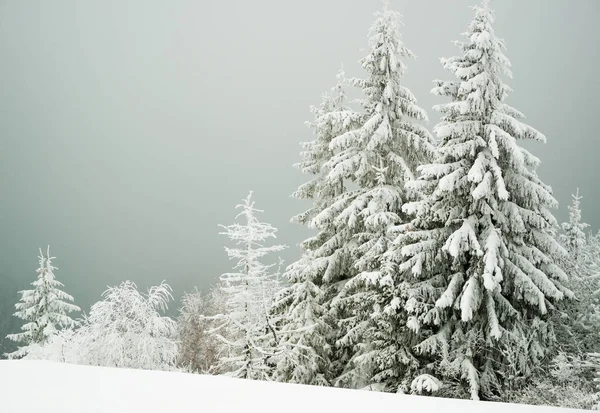 Снежный холм с елками и снегом — стоковое фото