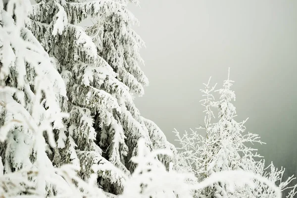 Snöig kulle med granar och snö — Stockfoto