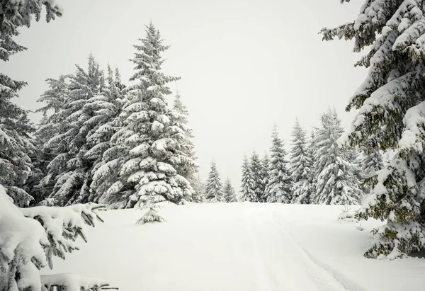 Суворий зимовий пейзаж красиві снігові ялинки — стокове фото