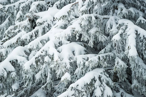Närbild tjocka fluffiga snöiga granar — Stockfoto