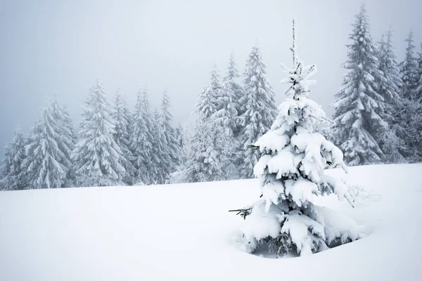 Petit arbre fragile couvert de givre — Photo