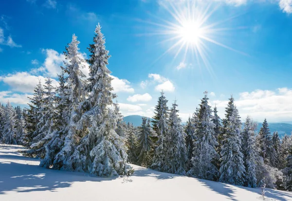 Високі стрункі снігові ялинки ростуть на пагорбі — стокове фото