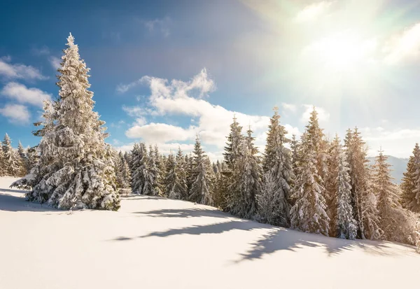 Fascinující slunná krajina zimního lesa — Stock fotografie