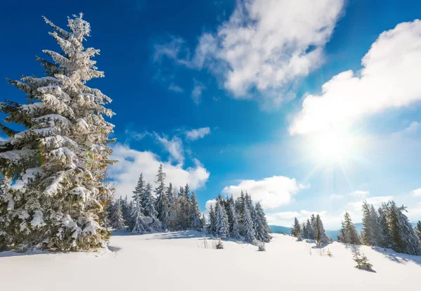 Wysoki smukły śnieżny jodła rosnę na pagórek — Zdjęcie stockowe
