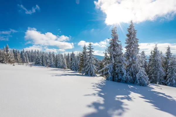 Árvores de abeto nevadas finas altas crescem em uma colina — Fotografia de Stock