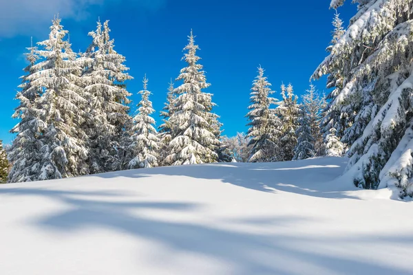 Сонячний зимовий пейзаж снігопадами — стокове фото