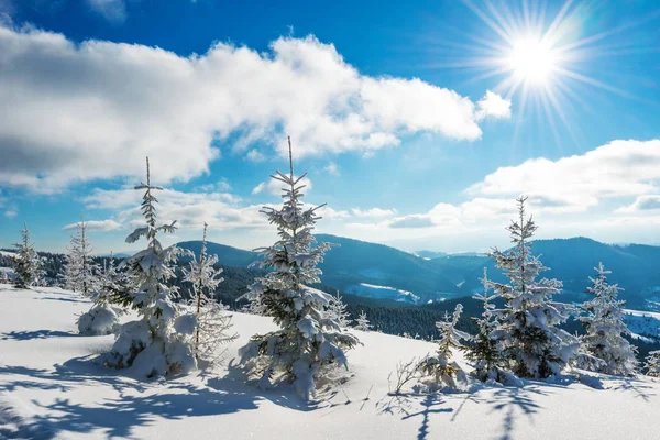 Hermoso paisaje pintoresco pequeño abeto nevado — Foto de Stock