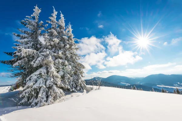 Fascynujący słoneczny krajobraz zimowego lasu — Zdjęcie stockowe