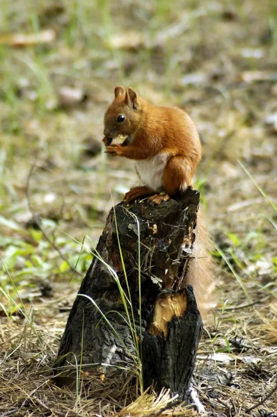 Écureuil fourrure drôle animaux automne forêt sur fond — Photo