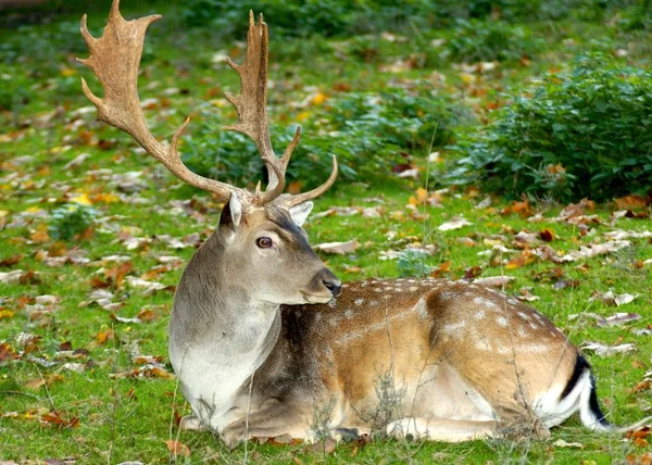 A white-tailed deer laying in a meadow — Stock Photo, Image